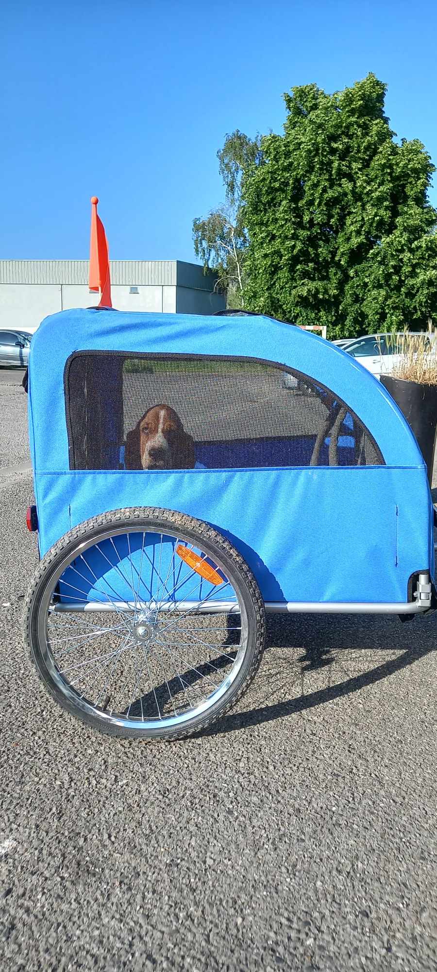 Remorque pour chien